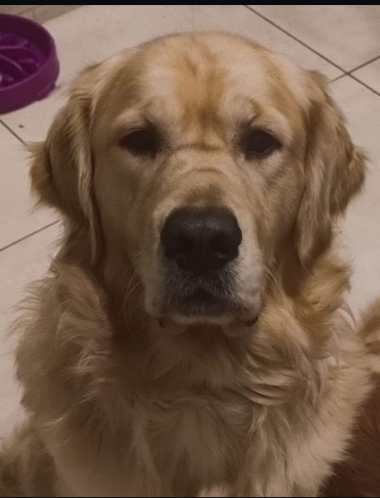 2 year old golden retriever 