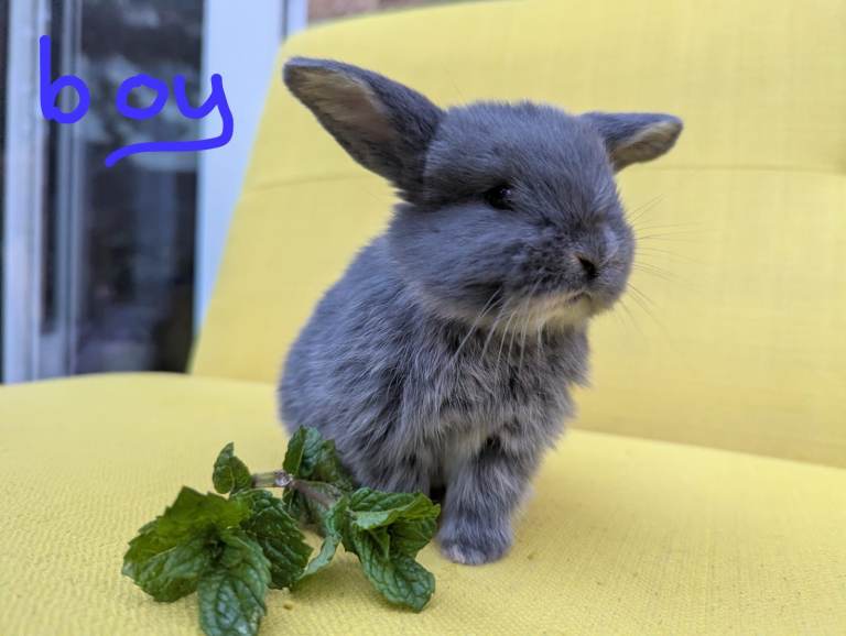 French Lop/ Mini Lop bunnies for sale