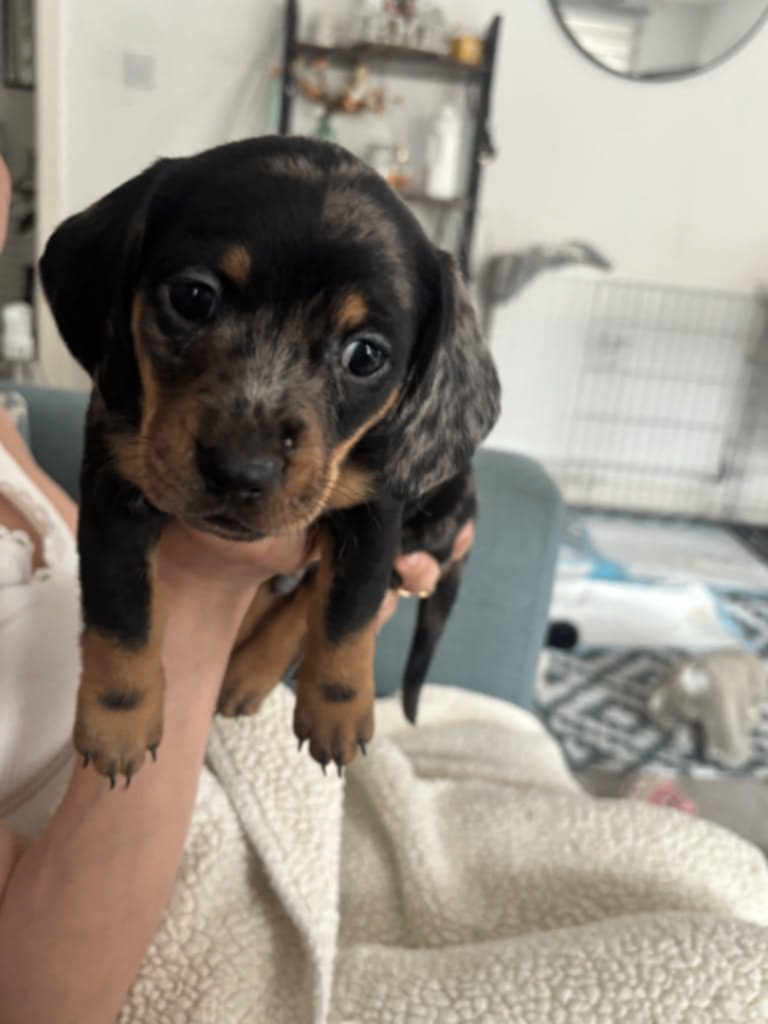 Puppy dauchunds
