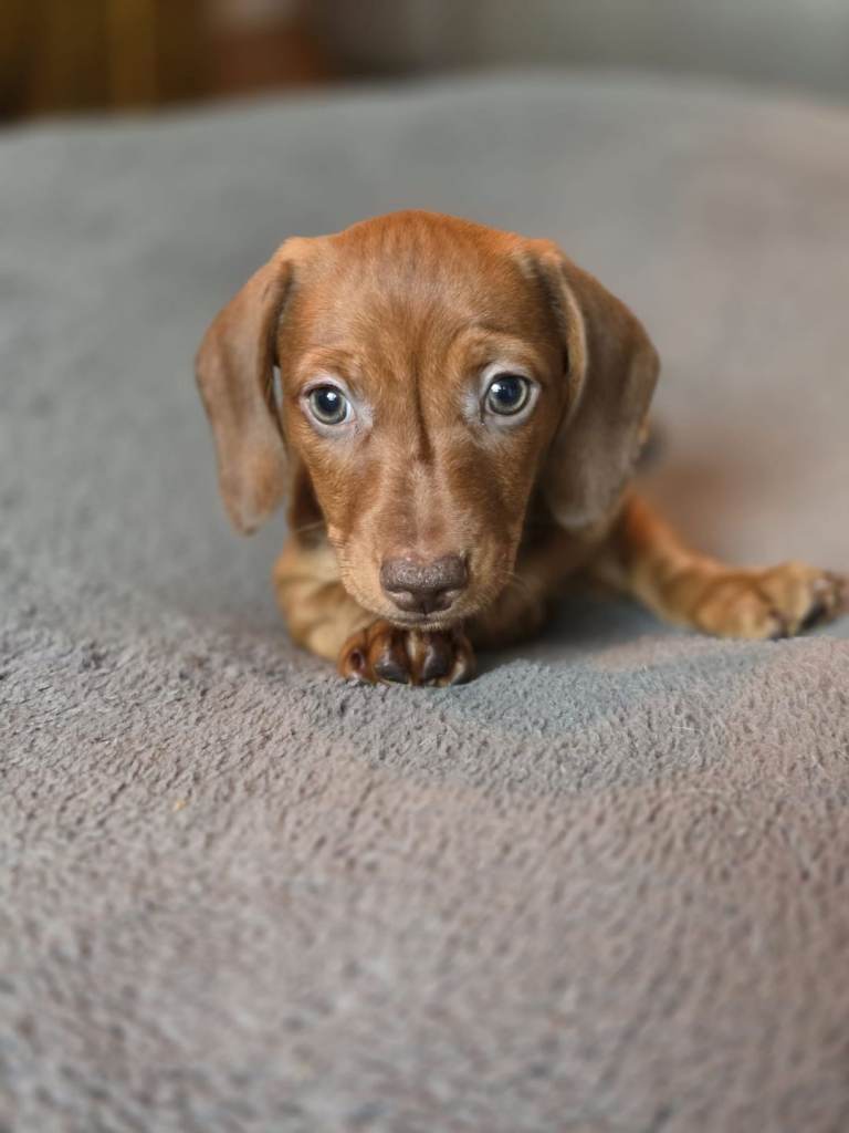 now reserved KC REGISTERED Miniature daschund puppie ready to go 