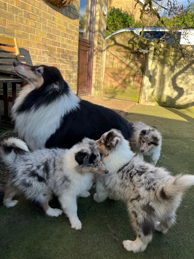 Rough Collie puppies