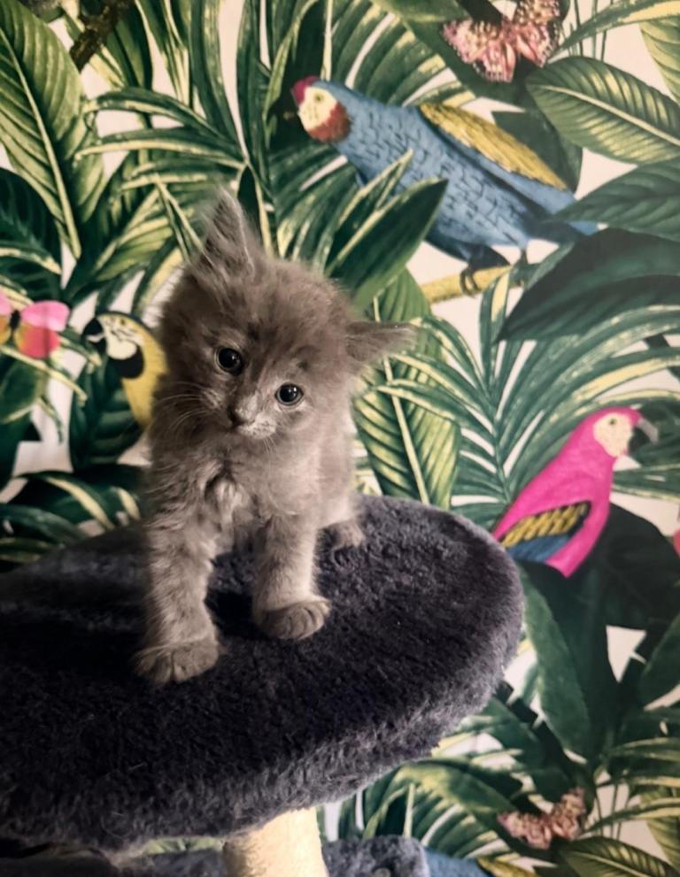 Beautiful maine coon mix kittens 