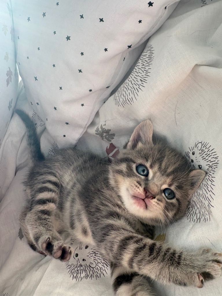 Purrrfectly adorable kitten