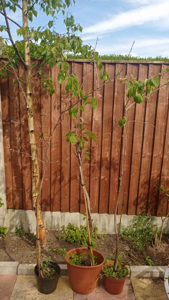 Flagpole cherry tree 5 ft high 3 available £30 each 