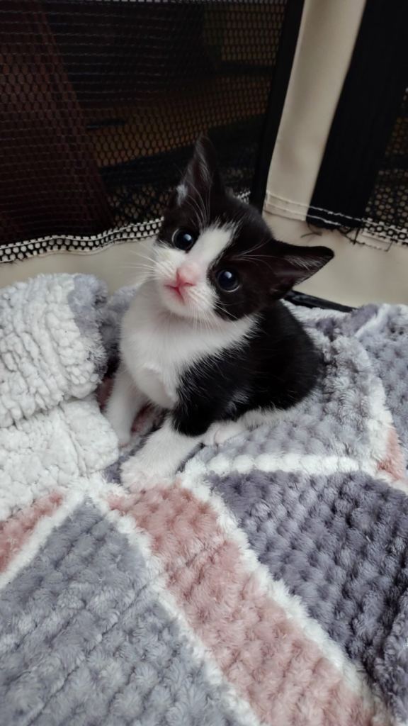 B+W Female 8 weeks Kitten