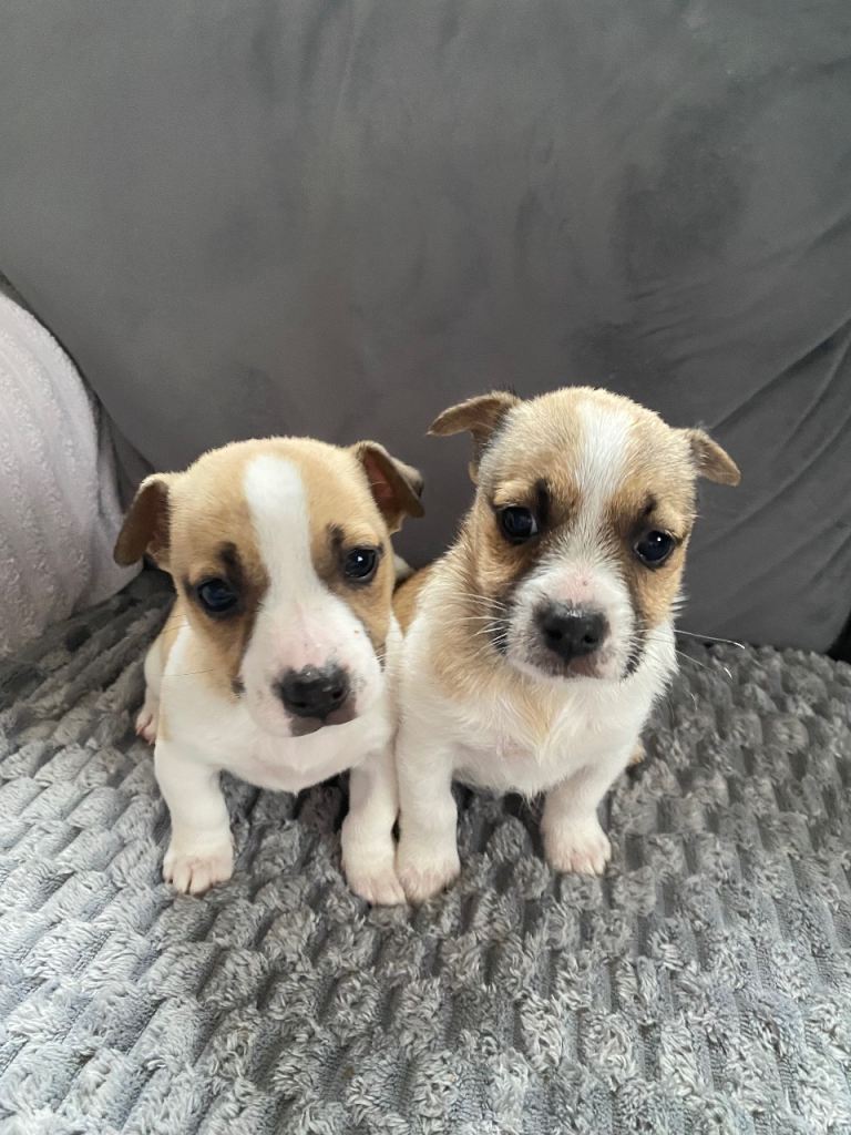 Gorgeous jack russells