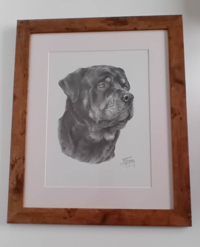 Framed Rottweiler Pencil Drawing - Beautiful Dog Portrait