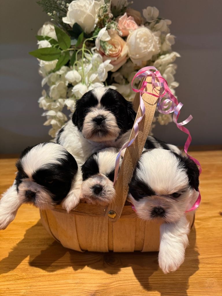 SOLD 2 x male Shih Tzu puppies for sale