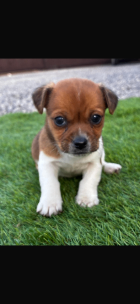 Jack Russell Puppy’s 