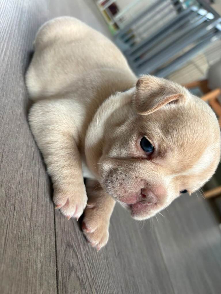 French bull dog Puppies