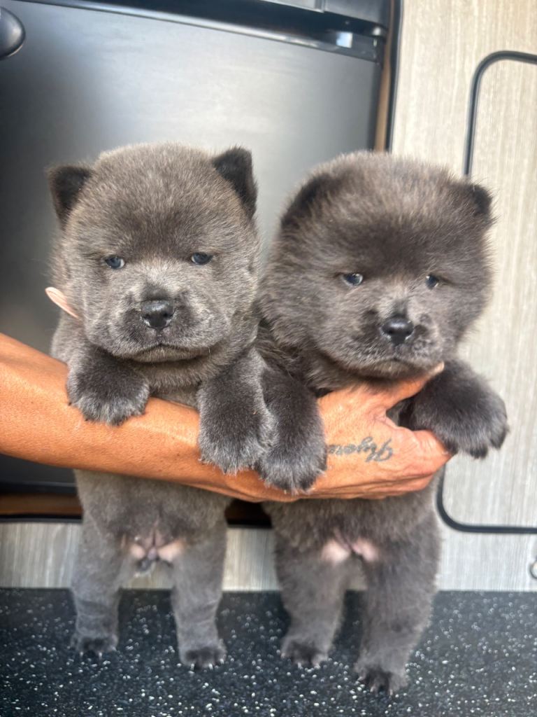 chow chows puppies 🩷🩷🩷💙🩷🩷🩷