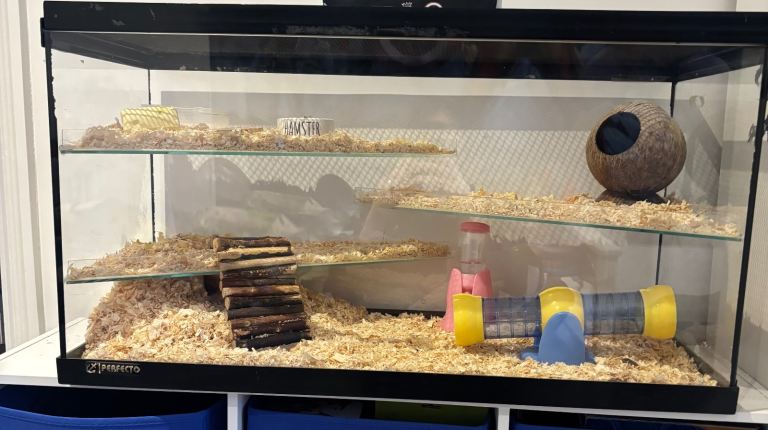 Lovely Syrian hamster, mammal tank and lots of accessories 
