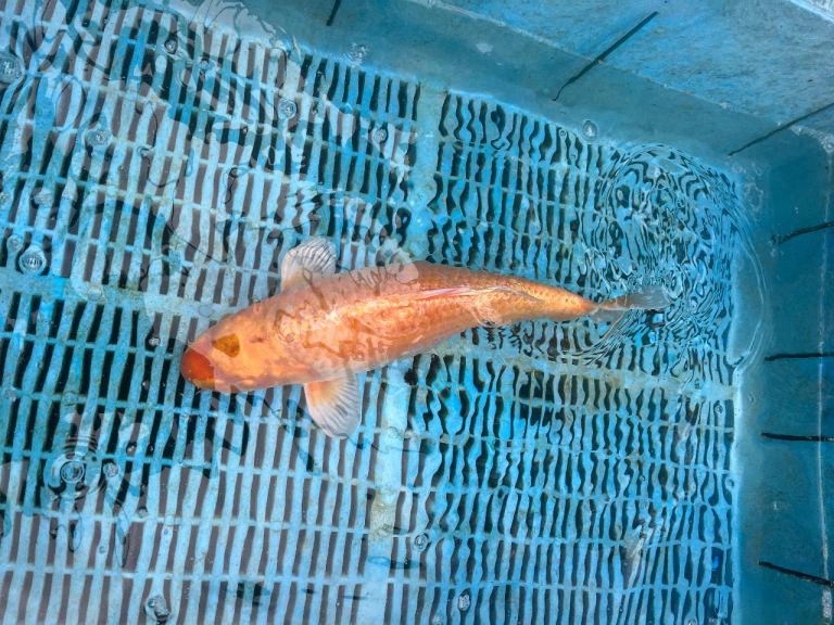 Koi pond fish