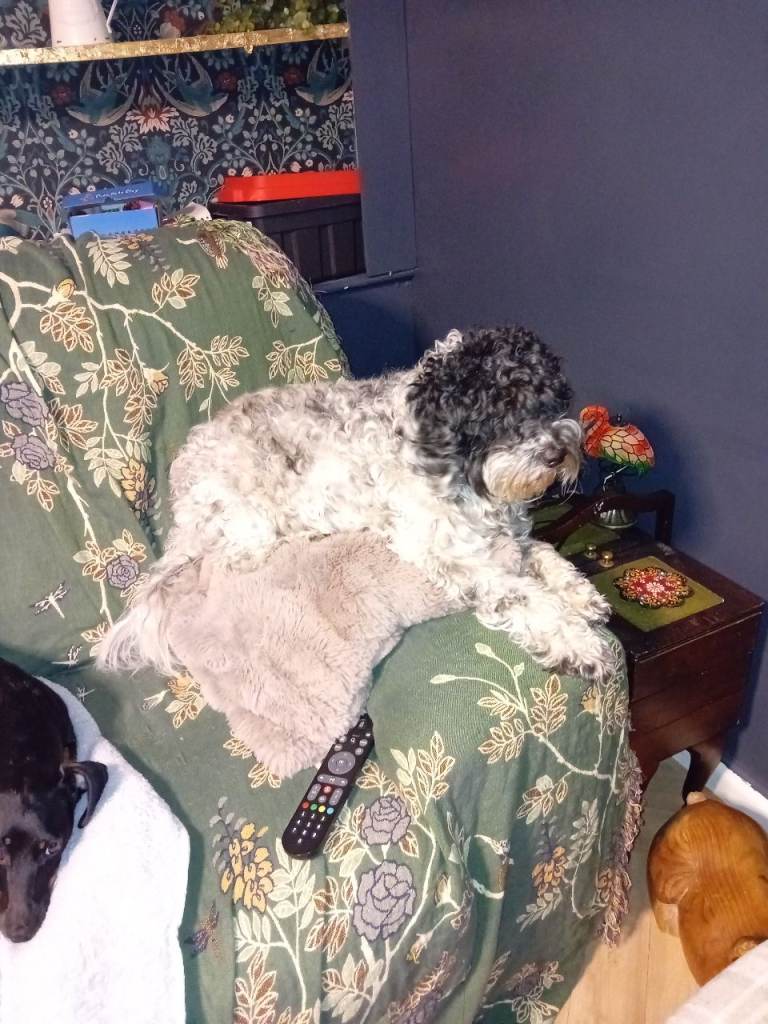 Dachshund x and poodle x pups