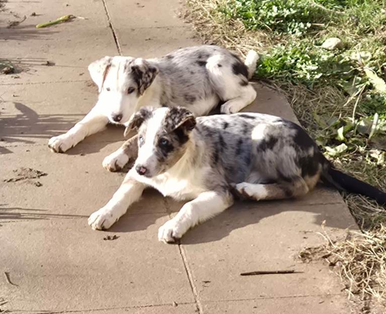 Blue Merle Border Collies