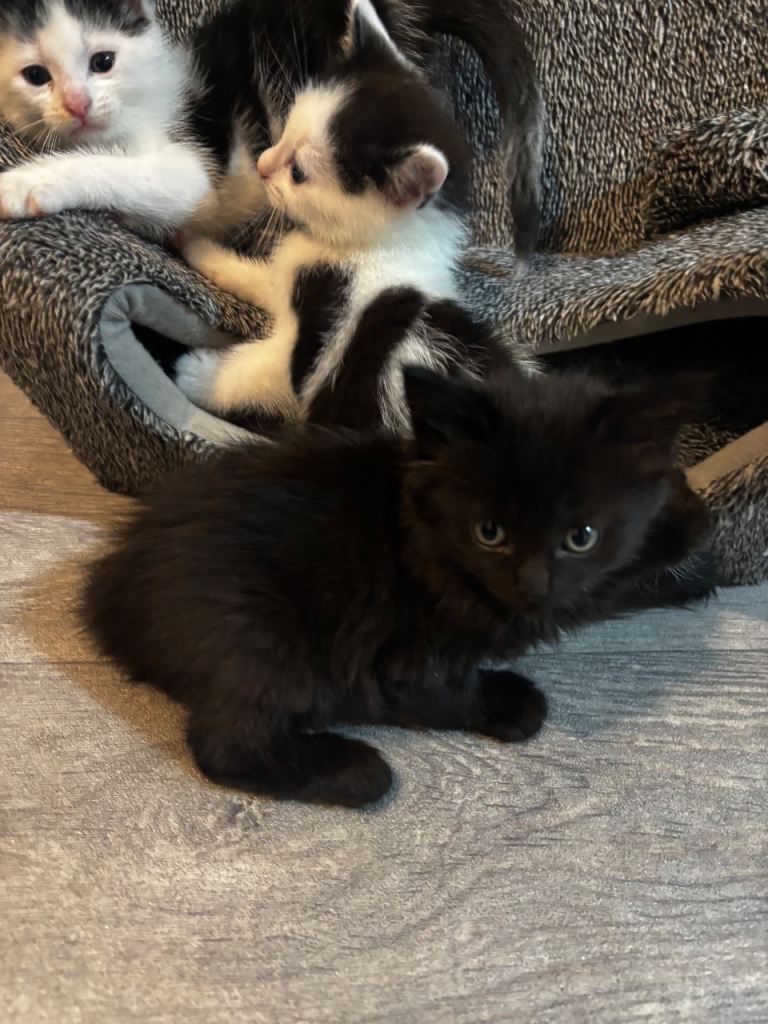 Kittens 