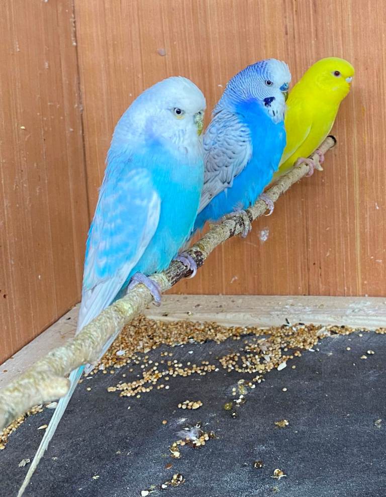 Quality Baby Budgies for sale 
