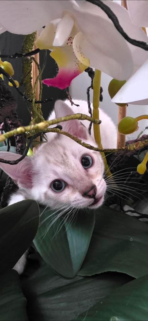 Beautiful Bengal kitten