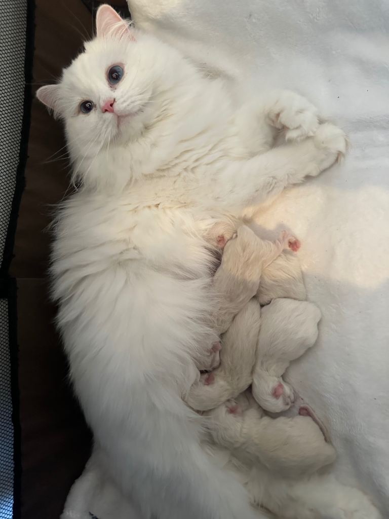 Stunning Persian doll face and Ragdoll Kittens coming with starting pack