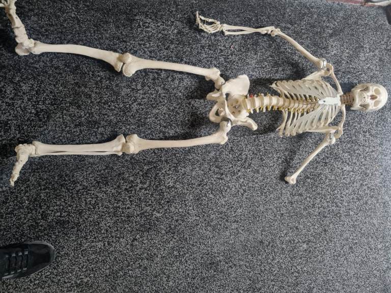 Skeleton 