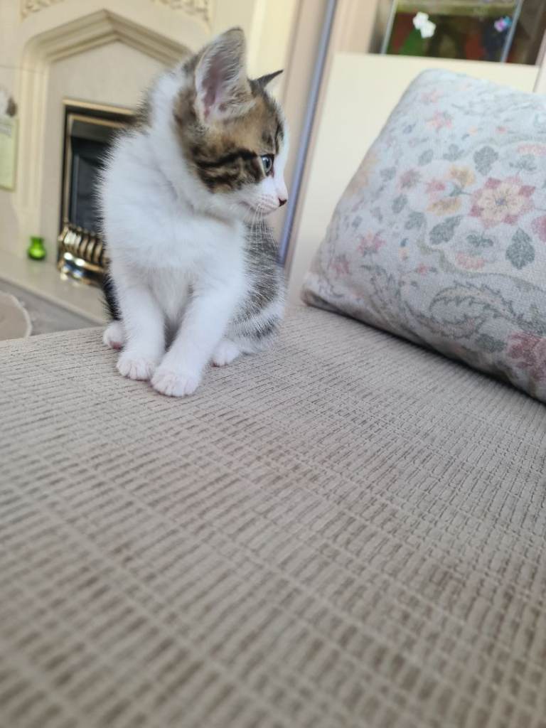 Beautiful male Kitten for sale