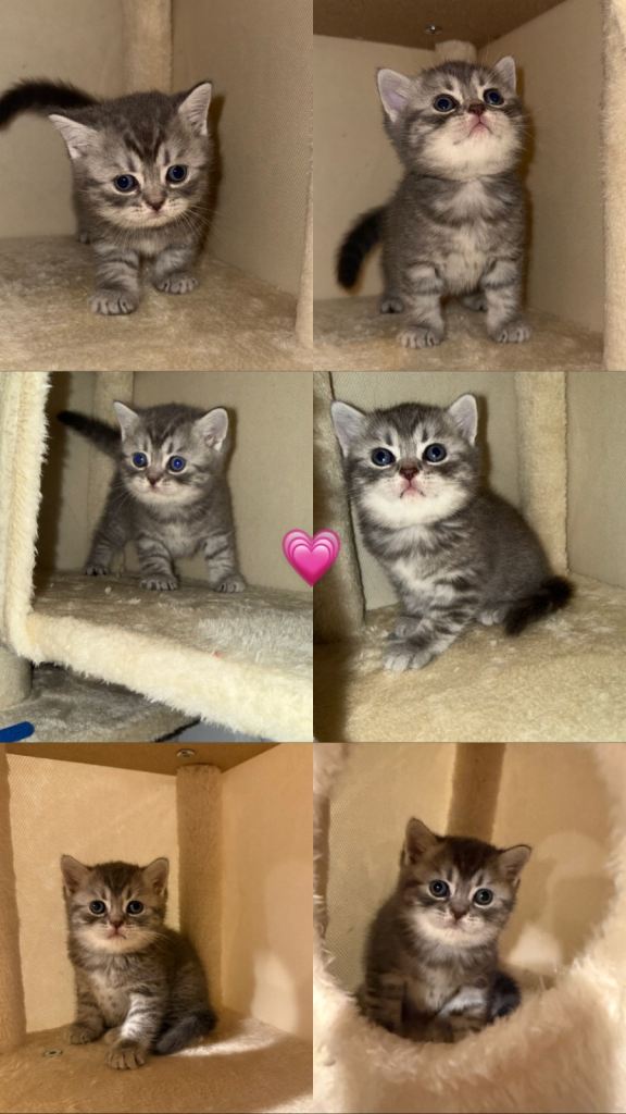 BRITISH SHORTHAIR KITTENS
