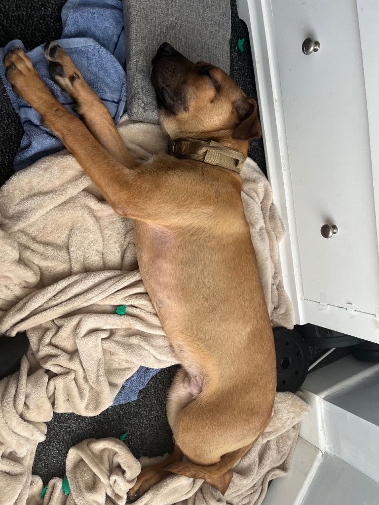 Belgian Malinois x mastiff  