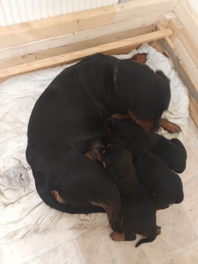Rottweiler puppies for sale (one bitch left)