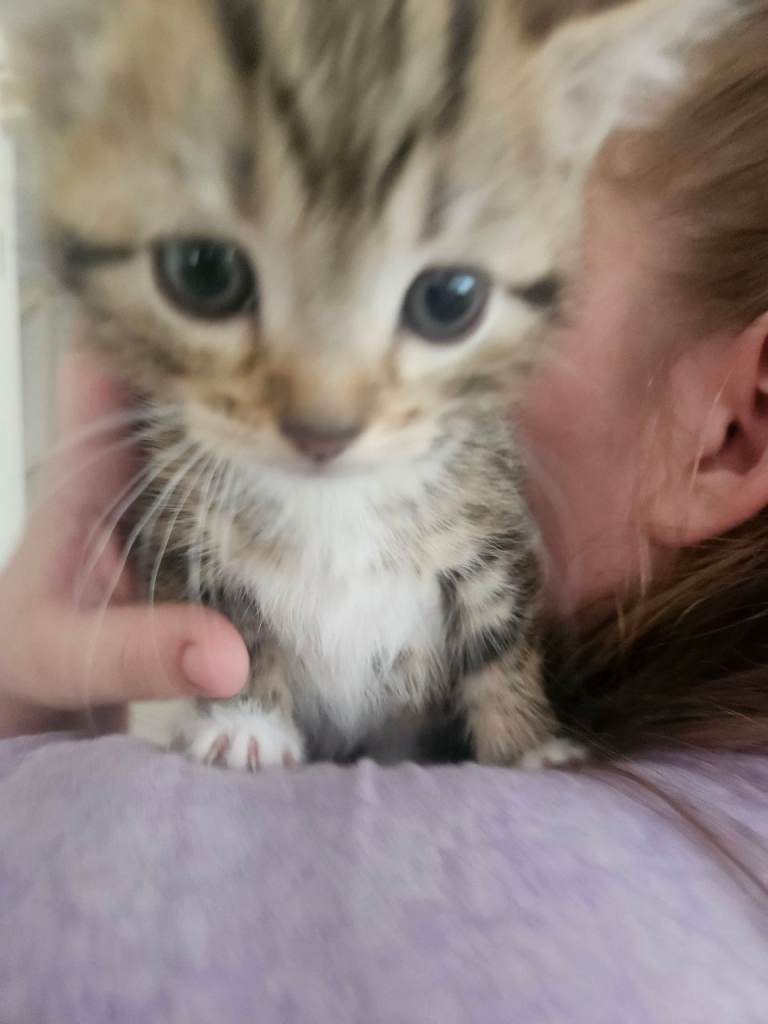 3 kittens for sale