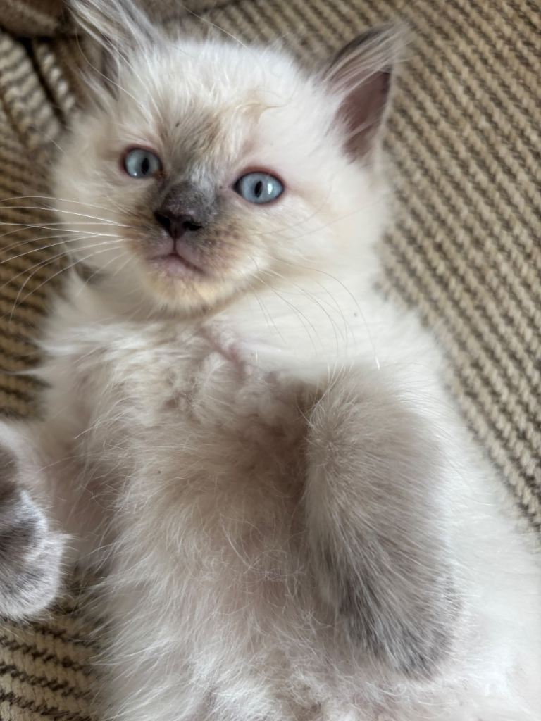 Ragdoll Cat/ Kittens