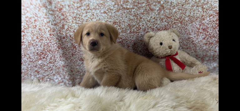 Beautiful German shepherd x Labrador puppies