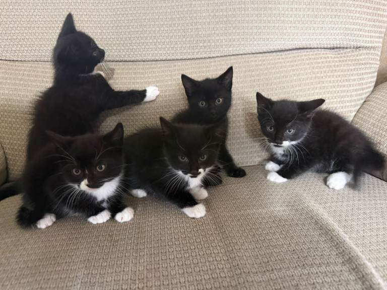 Russian Blue Mix Tuxedo Kittens Ready Now