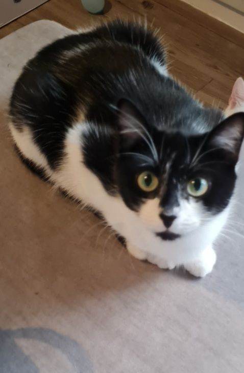 Tuxedo cat