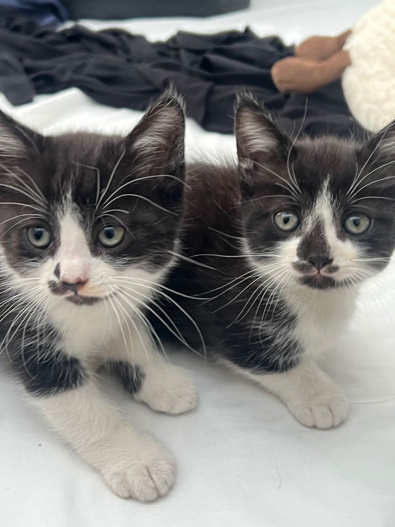 Kittens for sale