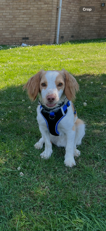 17-month-old Cockerpoo – £350 ❤️