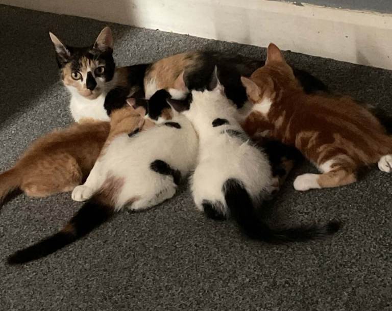 Four beautiful kittens 😸 
