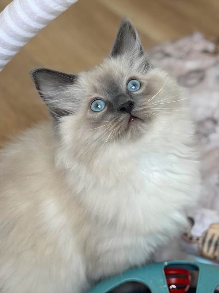 BEAUTIFUL RAGDOLL KITTENS READY NOW 