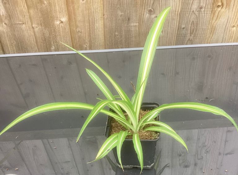 Spider Plants. 4 Available 