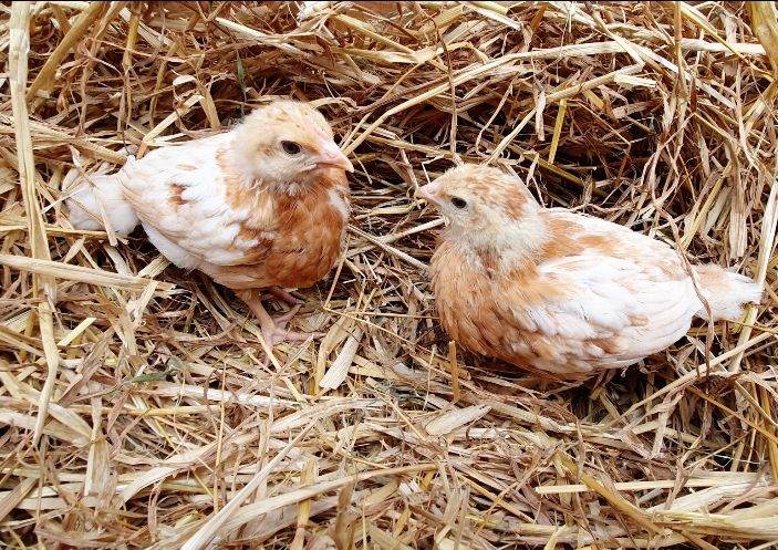 Chickens / hens / female chicks for sale