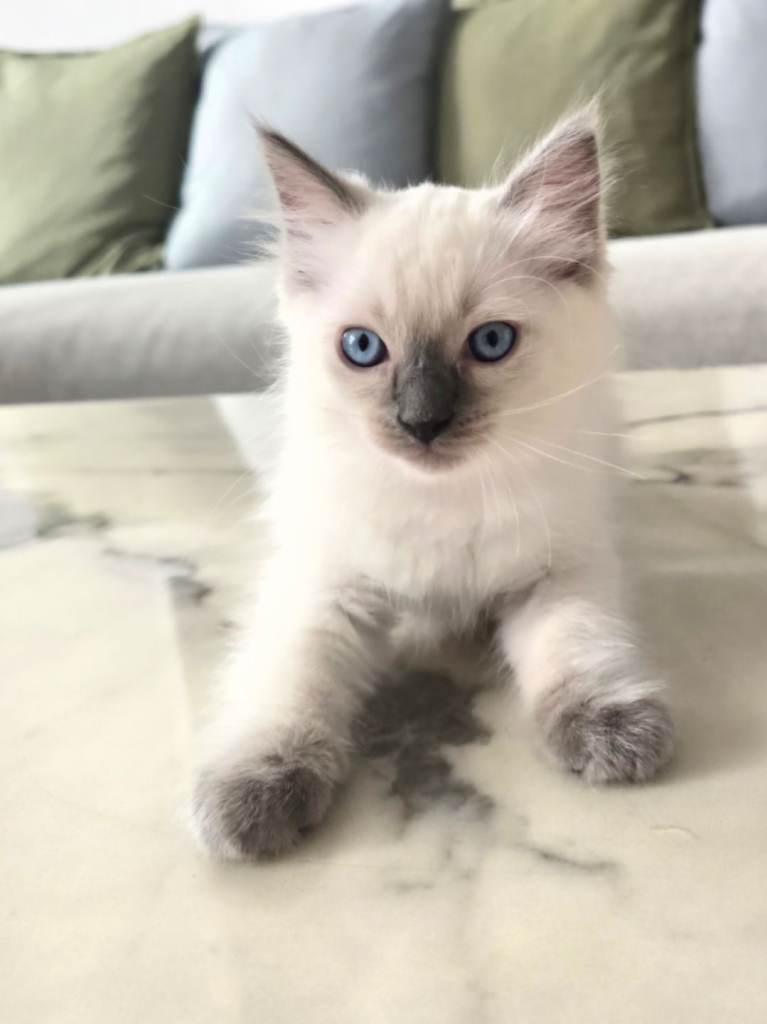 🤍 Pure Ragdoll Blue Point & Lynx Kittens Ready Now