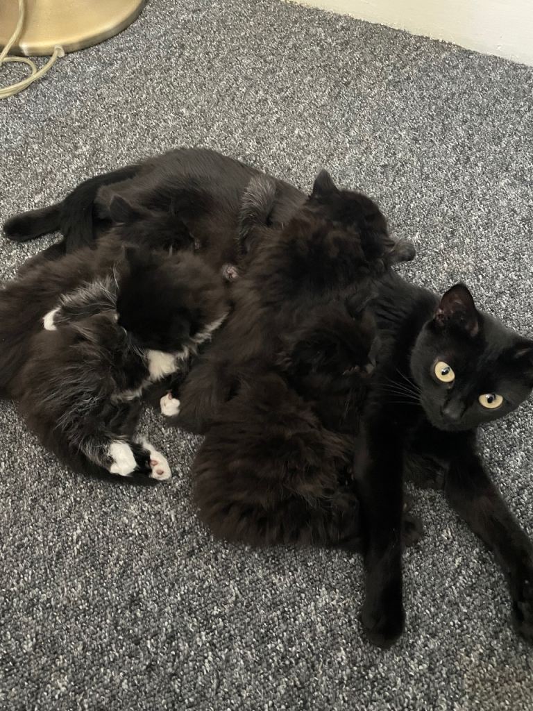 4 female kittens black - black and white 