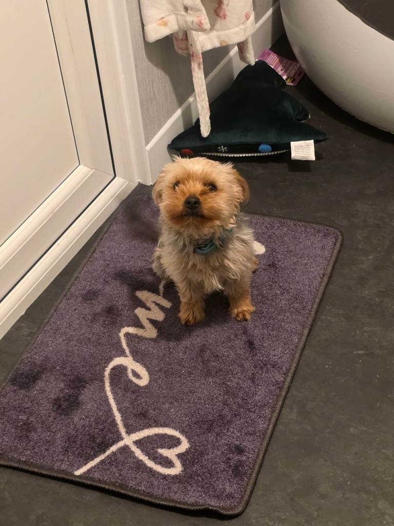 image for Yorkshire terrier eight months old girl