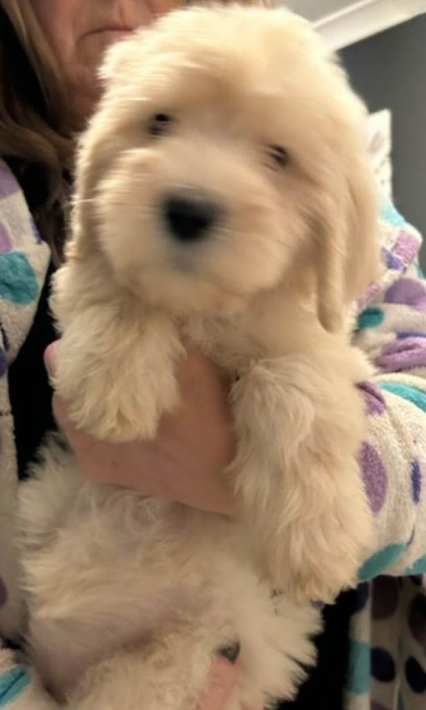 F1B BORDOODLE PUPPIES 