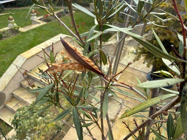 Oleander seeds
