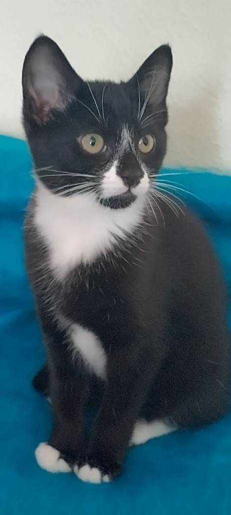 Turkish Angora mix tuxedo - cute and lovely