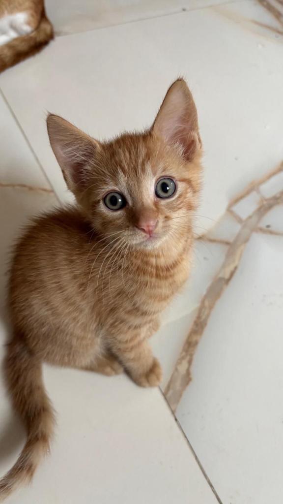 6 cutes kitten 