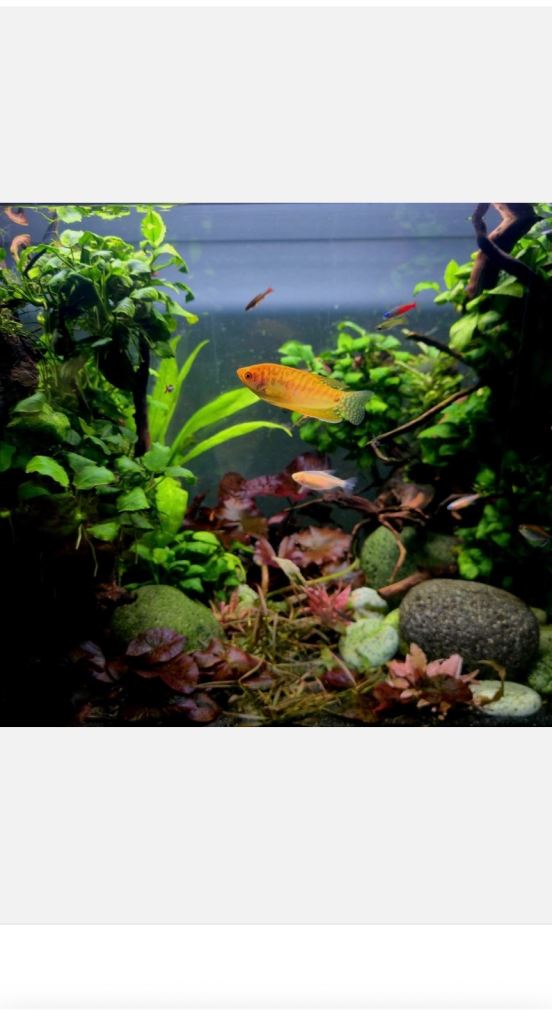 Full set up! 125Ltr aquarium & various fish