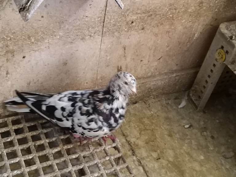 Afghan pigeons for sale 