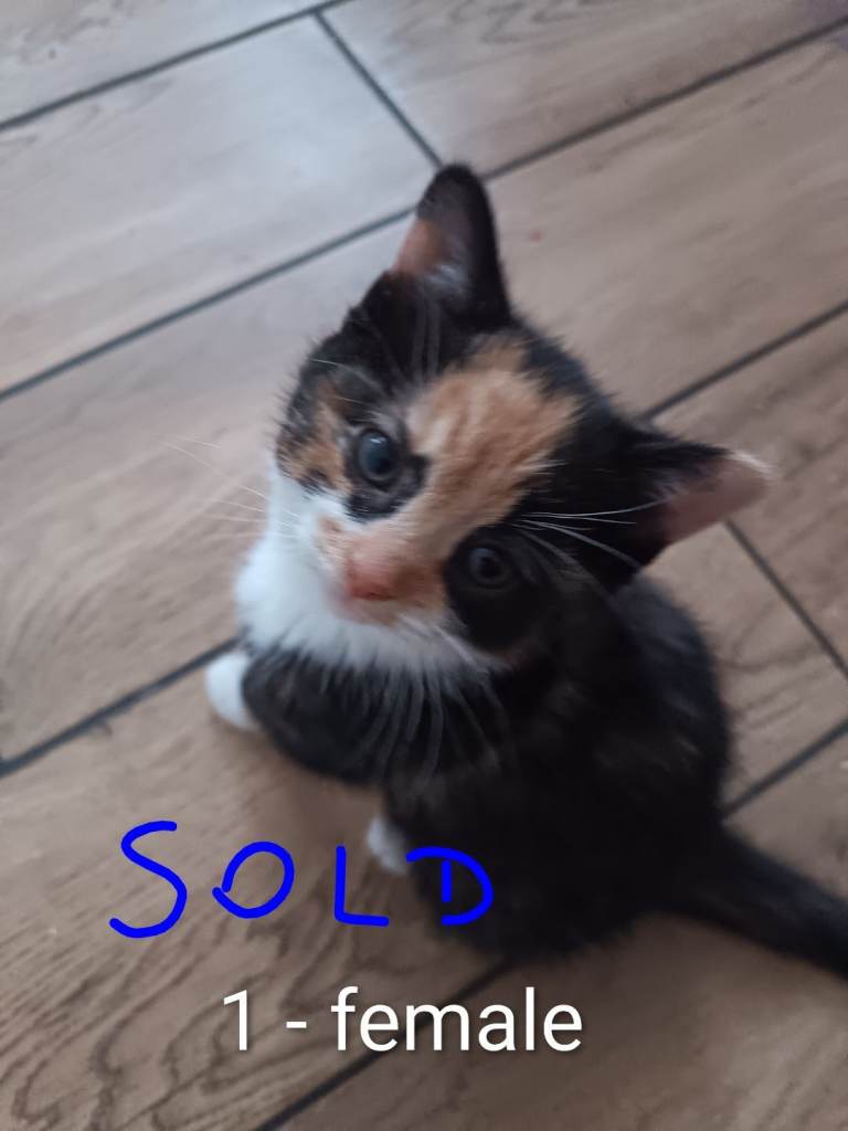 Kittens for sale, ready to go.