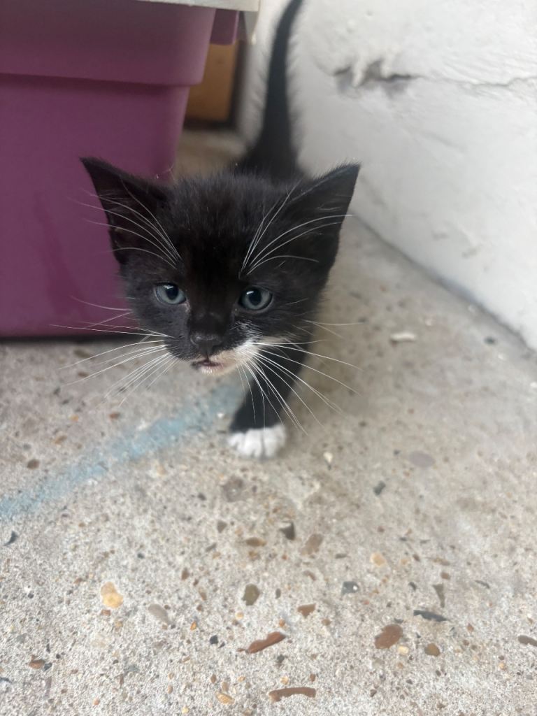 Kittens